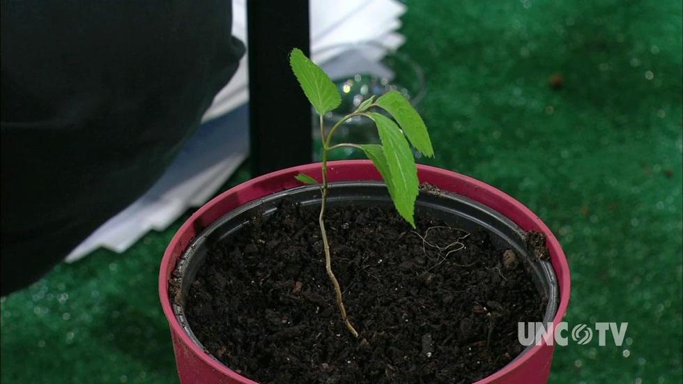 Potting Viburnum Plants image