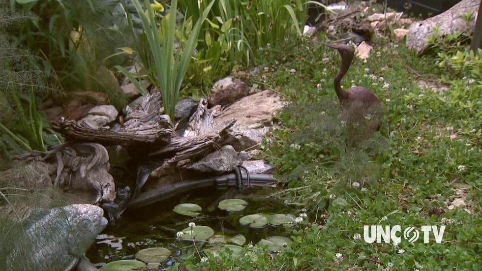 Attract Wildlife with Native Plants image