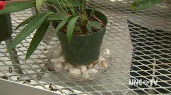 Tips for Successful House Plants image