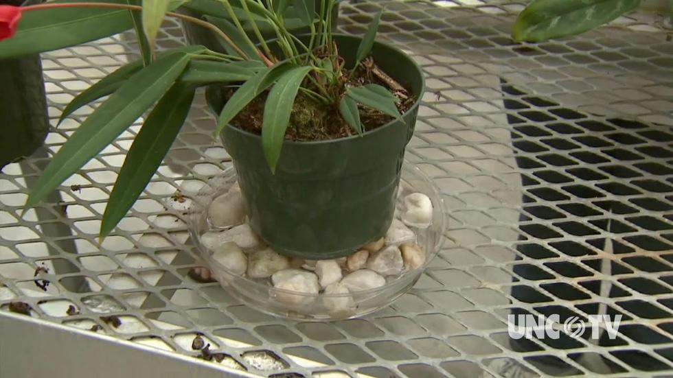 Tips for Successful House Plants image