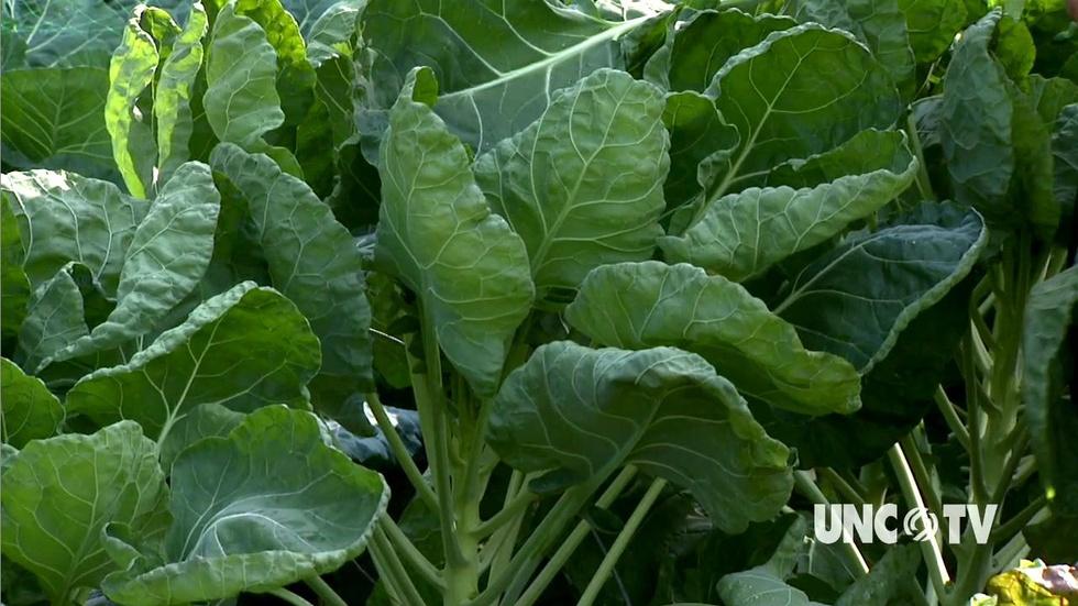 Growing Brussels Sprouts in the Fall image