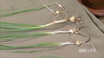 Plants Needing Extra Care image