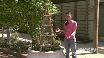 Creating Container Gardens image