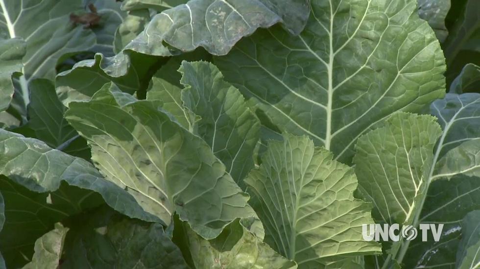 Growing Fall Collards image