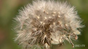 Growing Medicinal Herbs