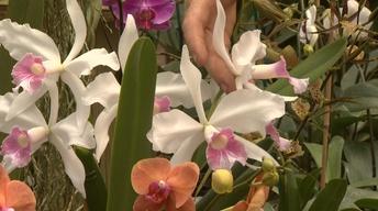 Caring for Orchids