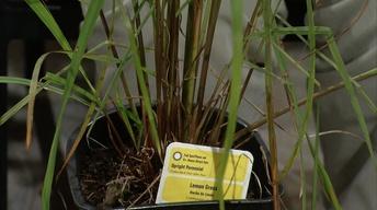 Using Multipurpose Plants
