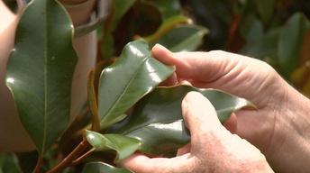 Using Southern Magnolias for Decorations