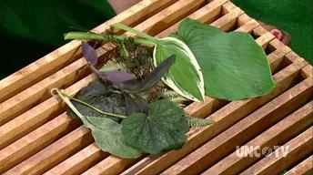 Best Plants for Shade