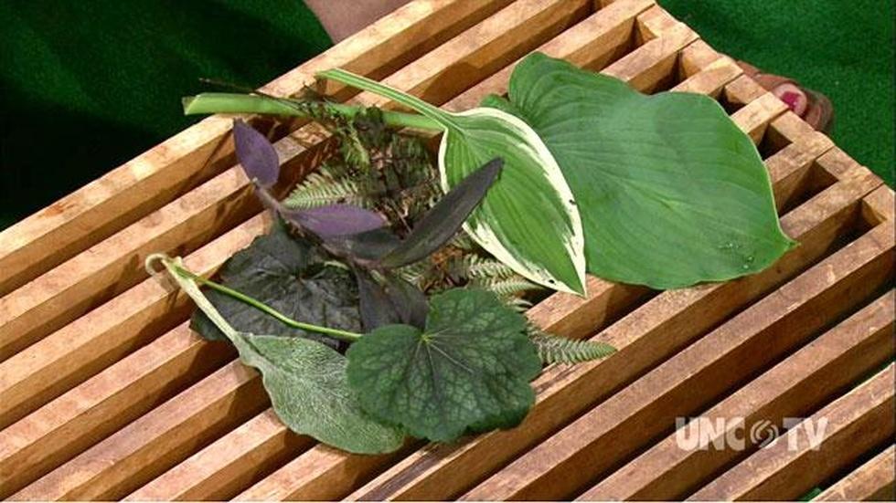 Best Plants for Shade image