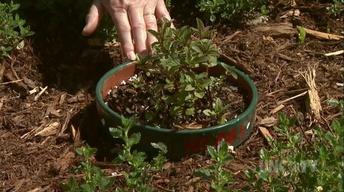 Growing Culinary Herbs image