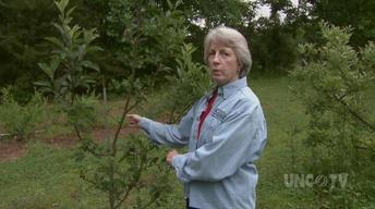 Planting Backyard Orchard image