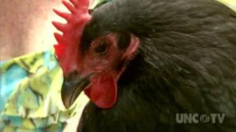 Backyard Chickens image