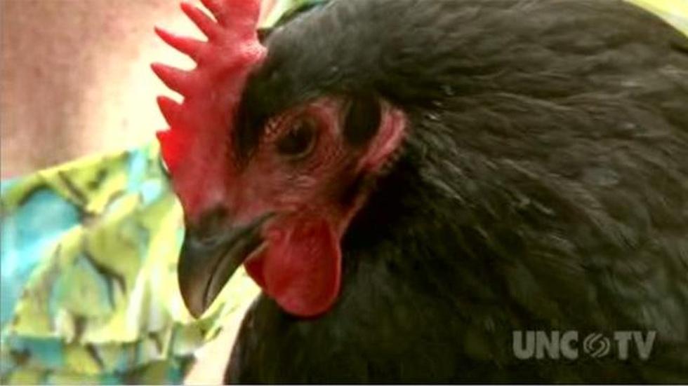 Backyard Chickens image