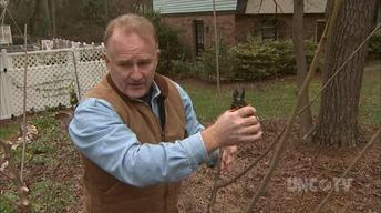 Caring & Pruning Stone Fruit Trees image