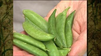 Preparing Fresh Spring Podded Peas