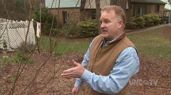 Caring for Young Fruit Trees image