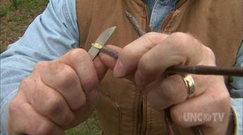 Grafting Fruit Trees