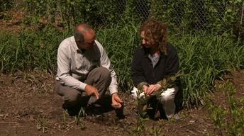 Residential Rain Garden