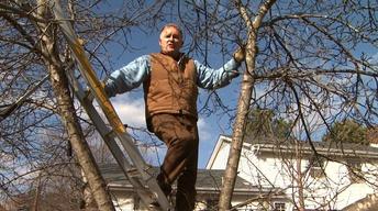 Pruning Neglected Fruit Trees image