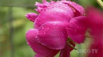 Selecting Perennials Plants