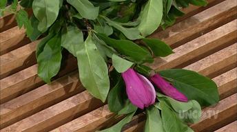 Magnolia, Honey Suckle & Planting Vegetables image