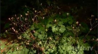Accent Plants for Shady Areas