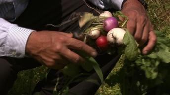 Growing Radishes image
