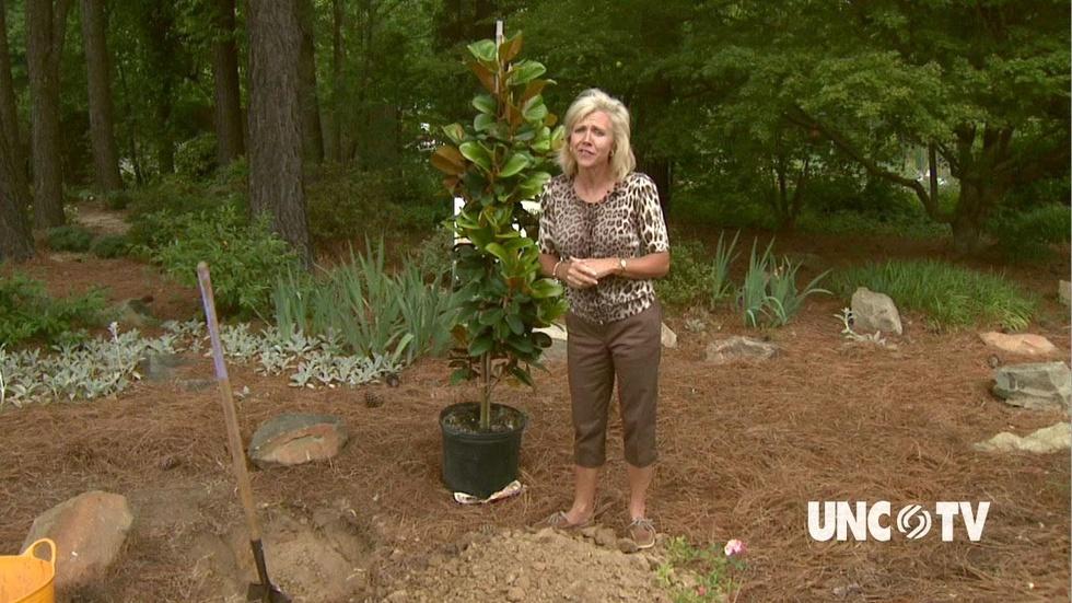 Arbor Day Tree Planting image