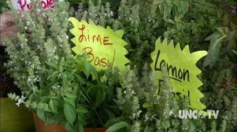 Growing Fresh Herbs image