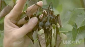 Controlling Fire Blight image