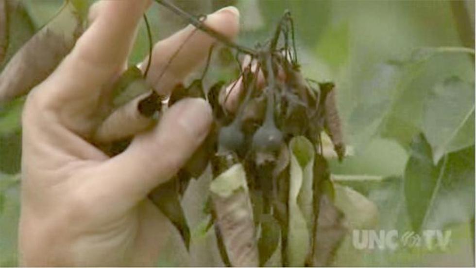 Controlling Fire Blight image