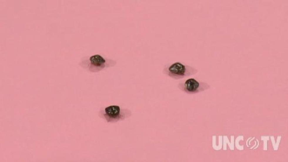 Controlling Kudzu Bugs image