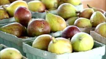 Growing Tasty Figs