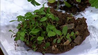 Planting Helleborus Plants image