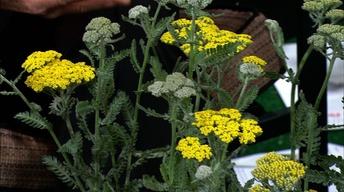 Growing Yarrow Plants image