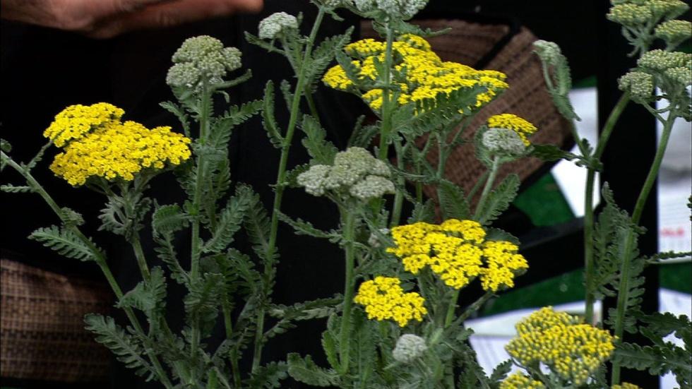 Growing Yarrow Plants image