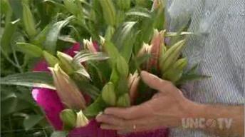 Growing Ornamental Lillies