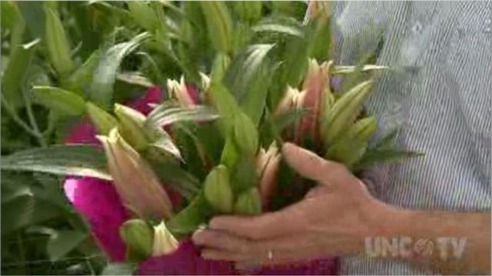 Growing Ornamental Lillies image