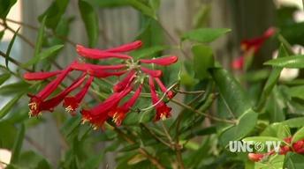 Growing A Pollination Garden image