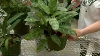 Sporting House Plant Problems image