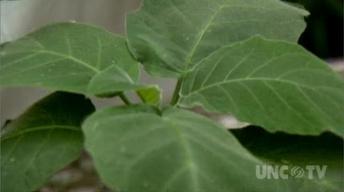 Selecting House Plants image