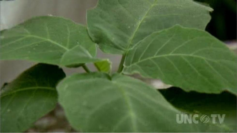 Selecting House Plants image