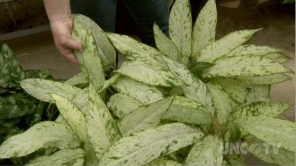 Selecting the Right House Plant image