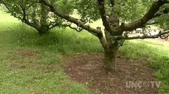 Plant Backyard Orchard image