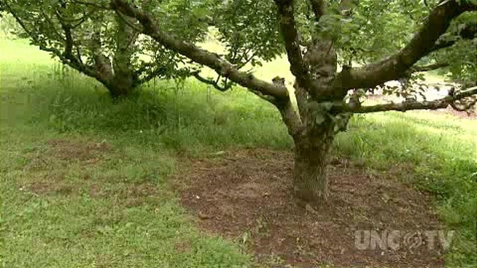 Plant Backyard Orchard image