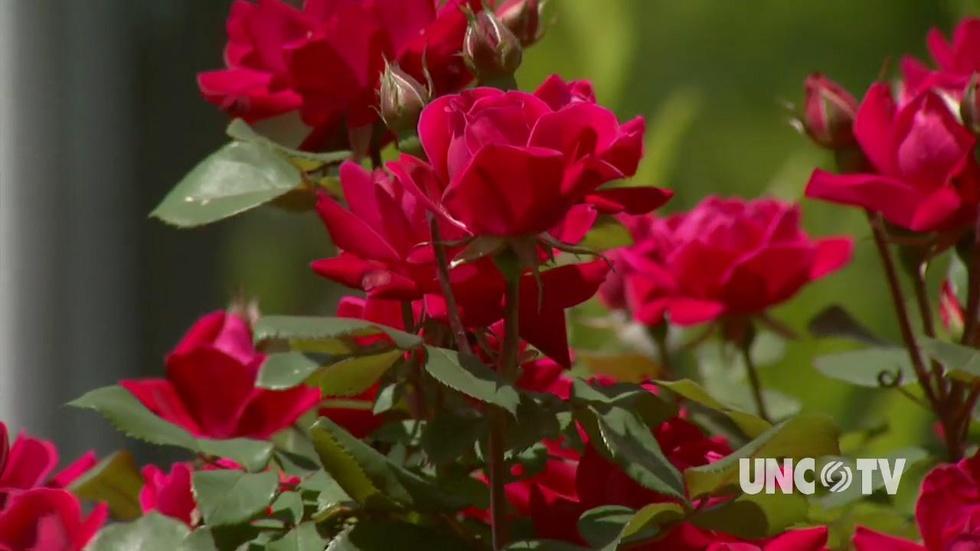 Rose Rosetta Disease image