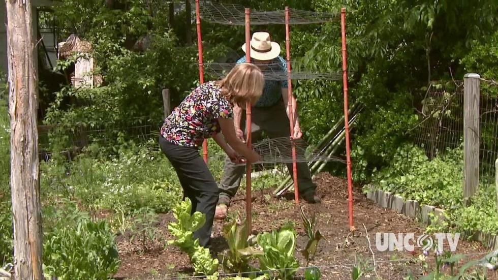 Using Bamboo in the Garden image