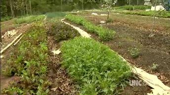 Urban Farming: Food for Life image