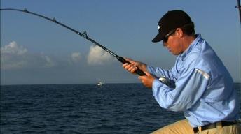 Spring Cobia